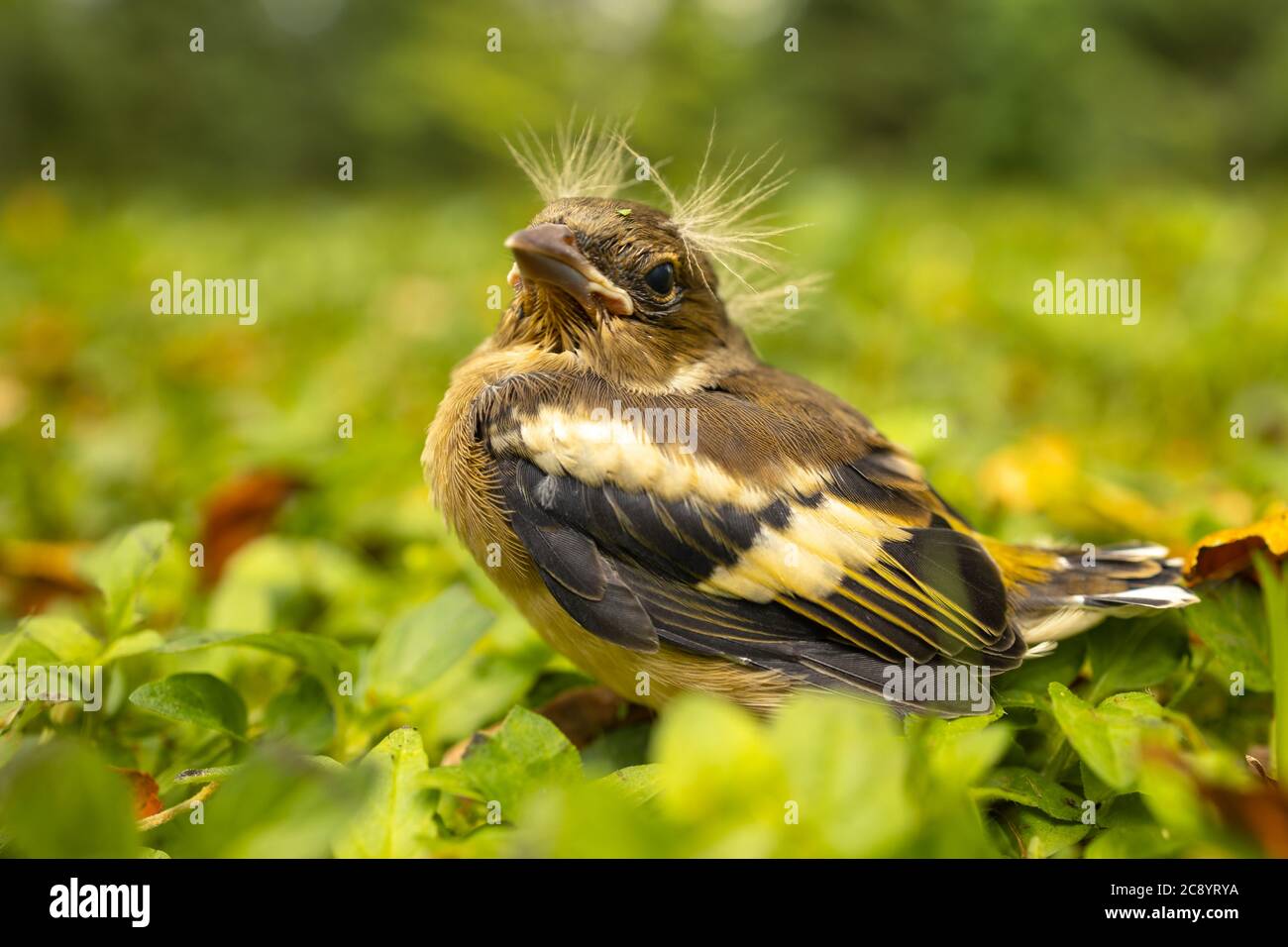 Bébé oiseau avec une coiffure punk, séparé de sa mère et se sentant perdu dans l'herbe Banque D'Images