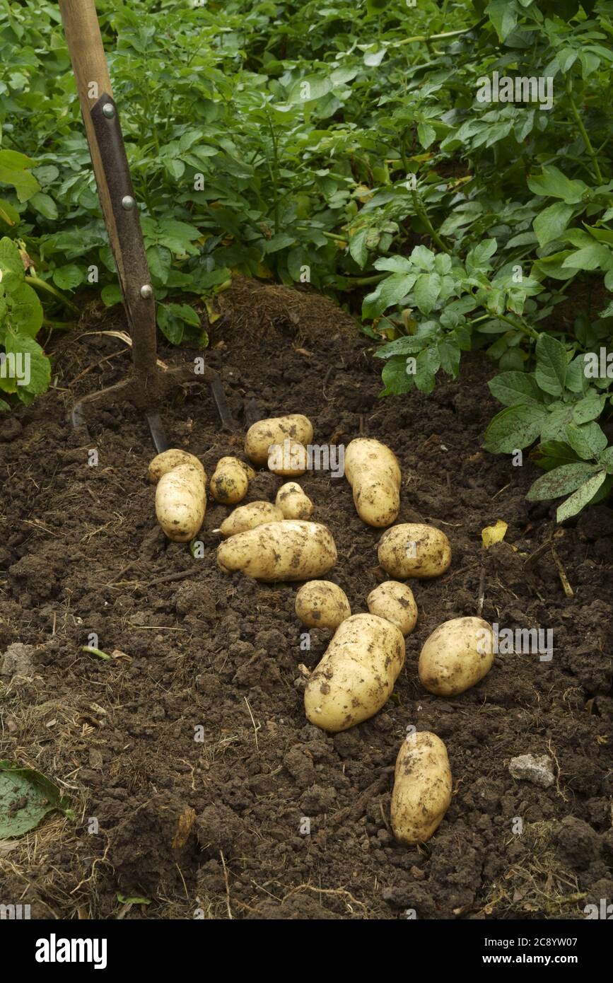 Lever les pommes de terre de Charlotte avec une fourchette de potatoe. Banque D'Images