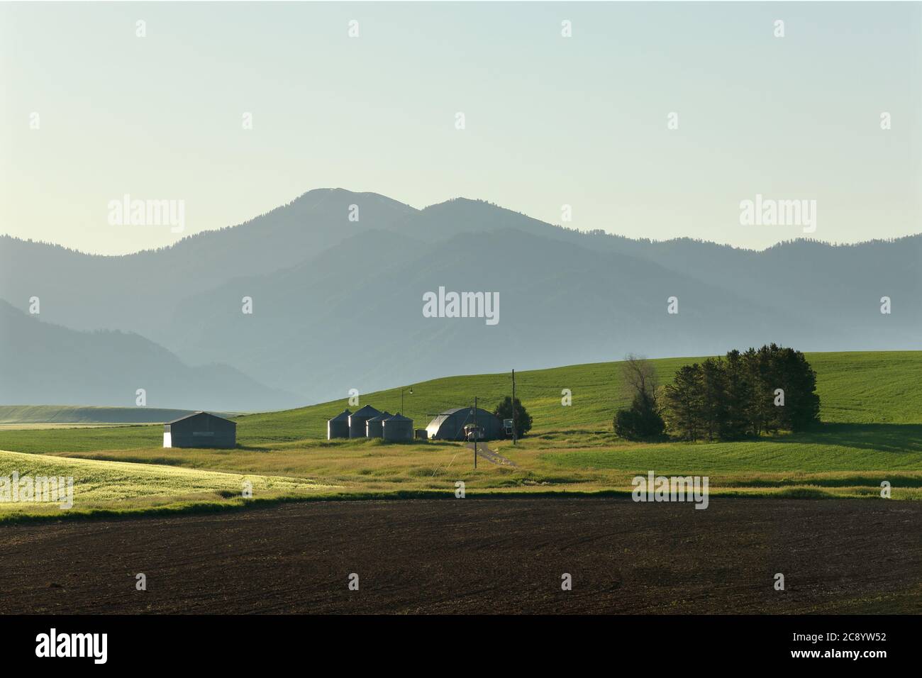 Un champ de blé irrigué par un système d'arroseurs à pivot de cétre, qui pousse dans les champs fertiles de l'Idaho. Banque D'Images