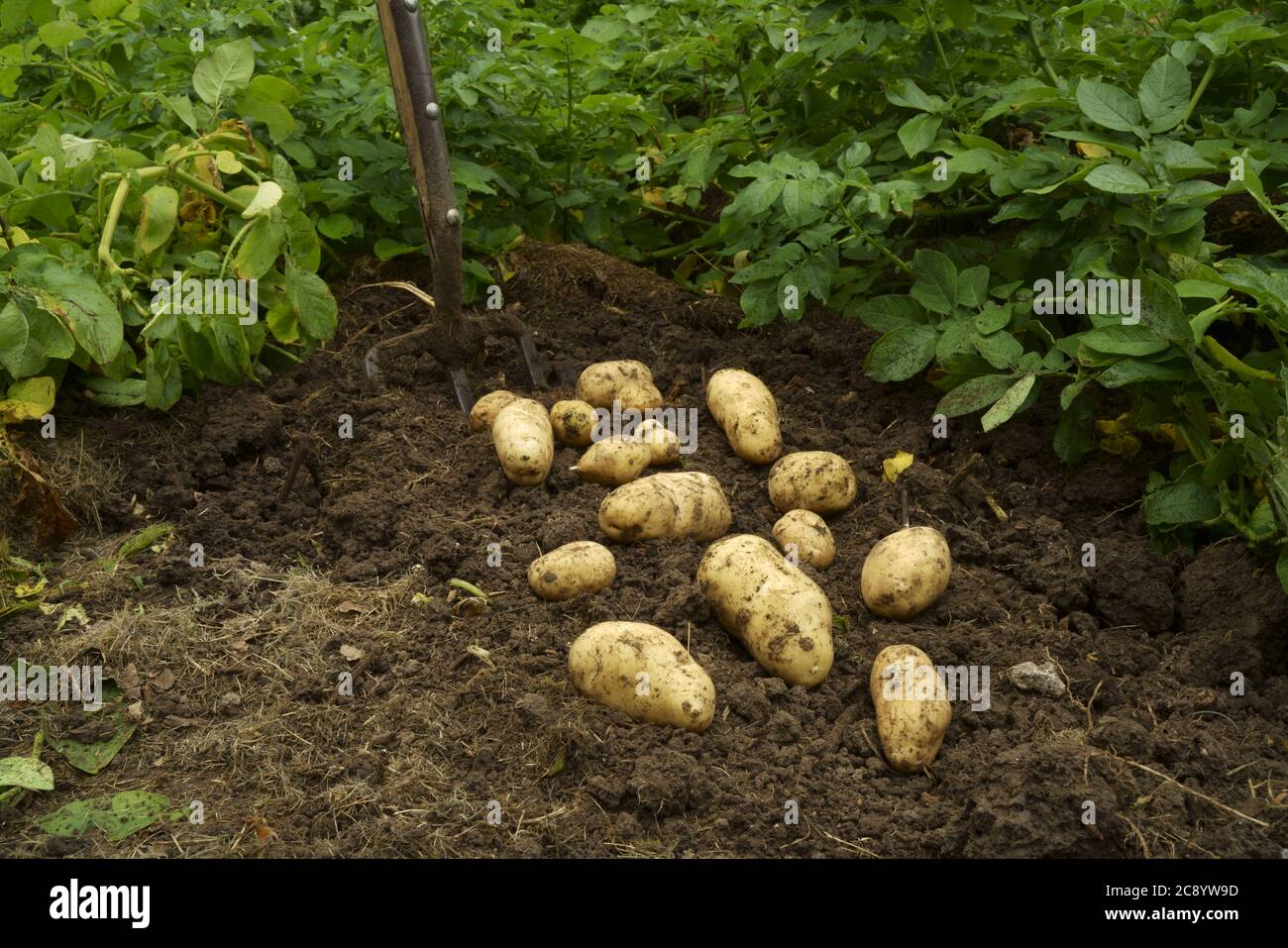 Lever des pommes de terre avec une fourchette de pommes de terre sur une allotissement. Banque D'Images