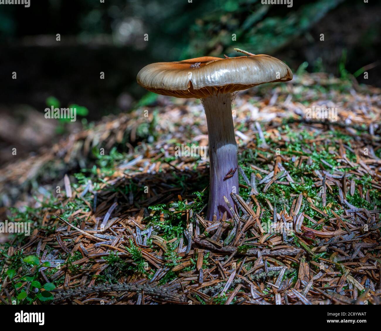 Cortinarius Pseudosalor Banque D'Images