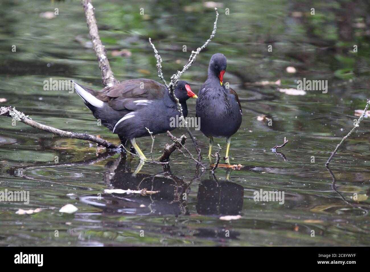 Moorhens, Rivelin Valley, Sheffield, Royaume-Uni Banque D'Images