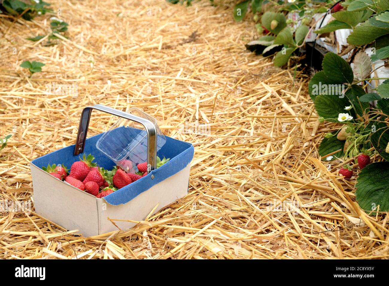 Un panier rempli de fraises saines et fraîches provenant d'une ferme de fruits à cueillir en Angleterre Banque D'Images