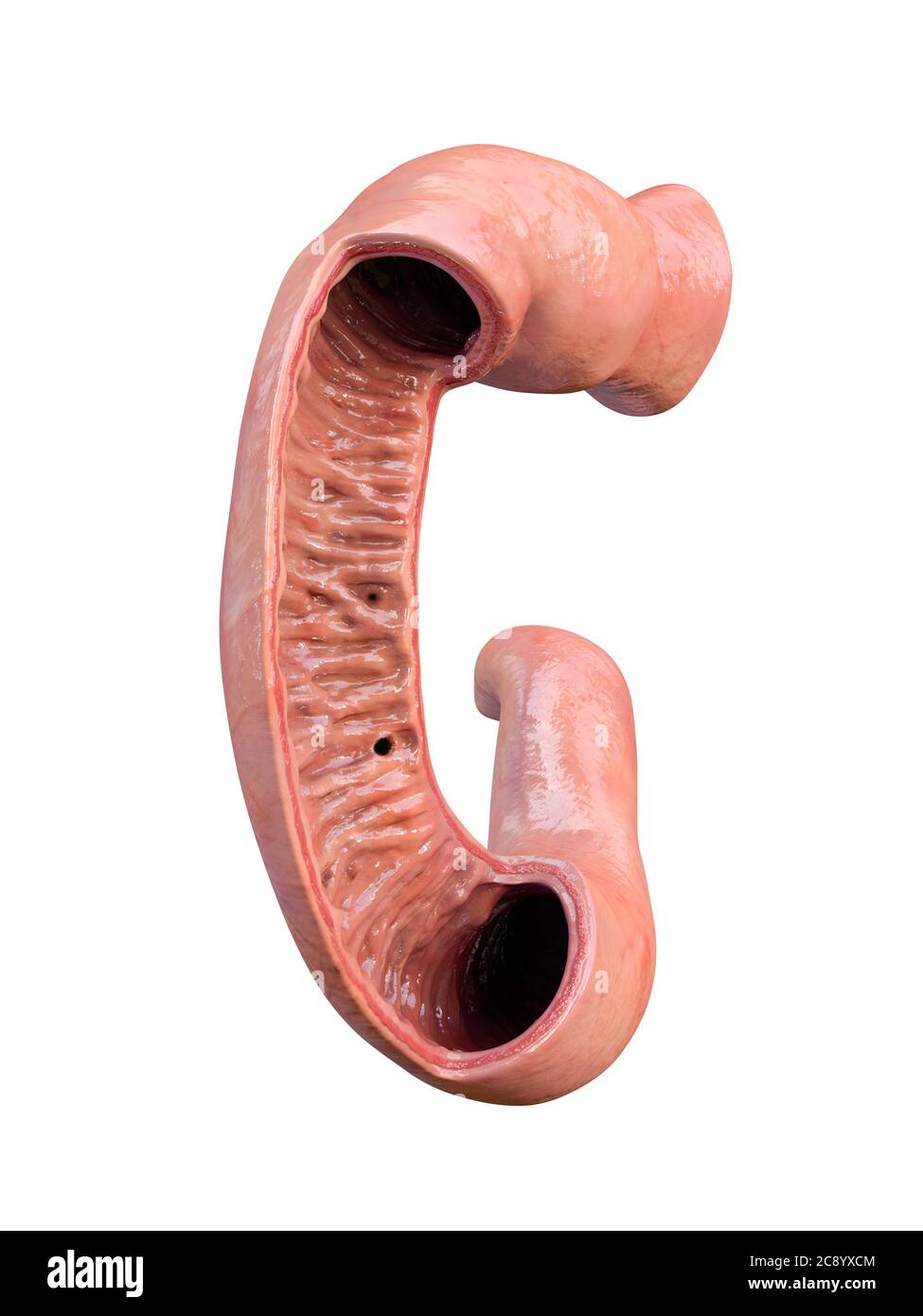 Duodénum, anatomie humaine, fond blanc, partie de votre intestin grêle, vue de face, 3d Banque D'Images