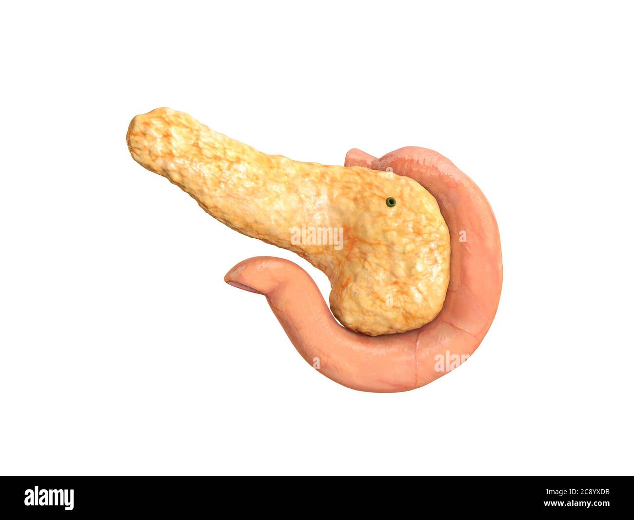 pancréas, anatomie humaine, vue postérieure, duodénum, sur fond blanc, rendu 3d Banque D'Images