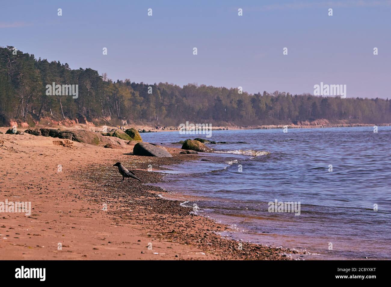 Crow sur la mer Baltique plage rocheuse à côté de Tuja, Lettonie en mai Banque D'Images
