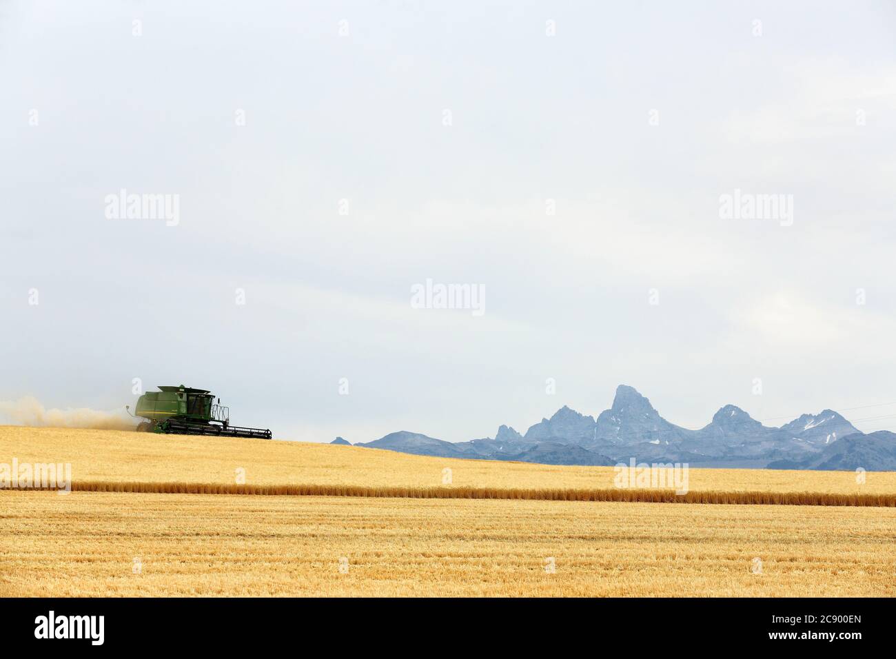 Une moissonneuse-batteuse à grains récolte du blé dans les champs fertiles de l'Idaho, en face de la chaîne de montagnes de Teton. Banque D'Images