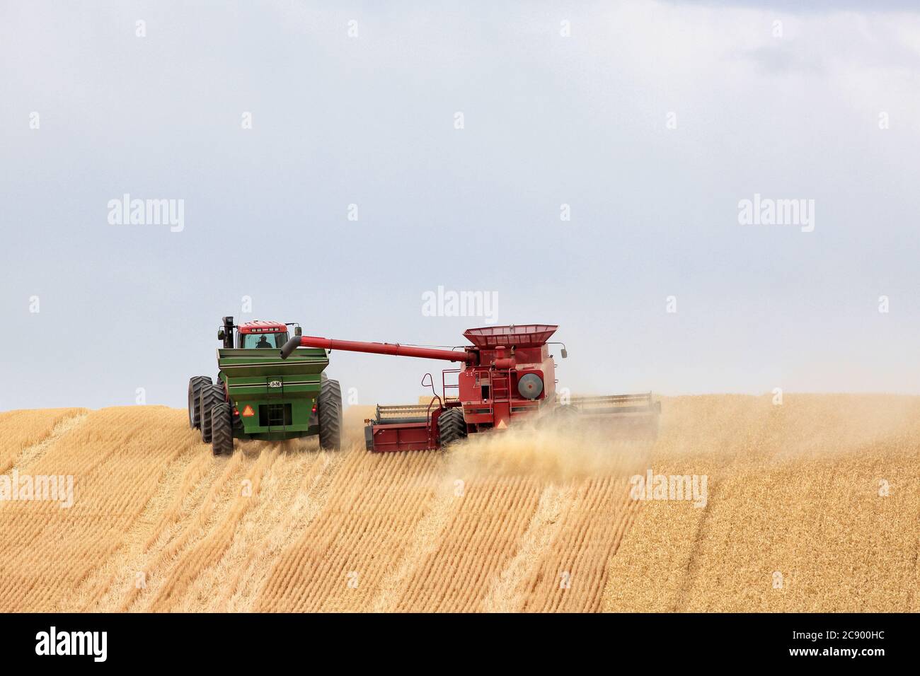 Le grain se combine dans le champ, coupant le grain et le déchargeant en mouvement vers un camion pour le transport. Banque D'Images