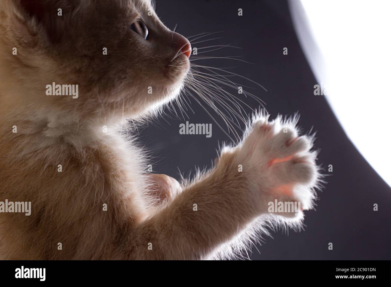 Photo d'un chaton jaune et brun clair au rétroéclairage Banque D'Images