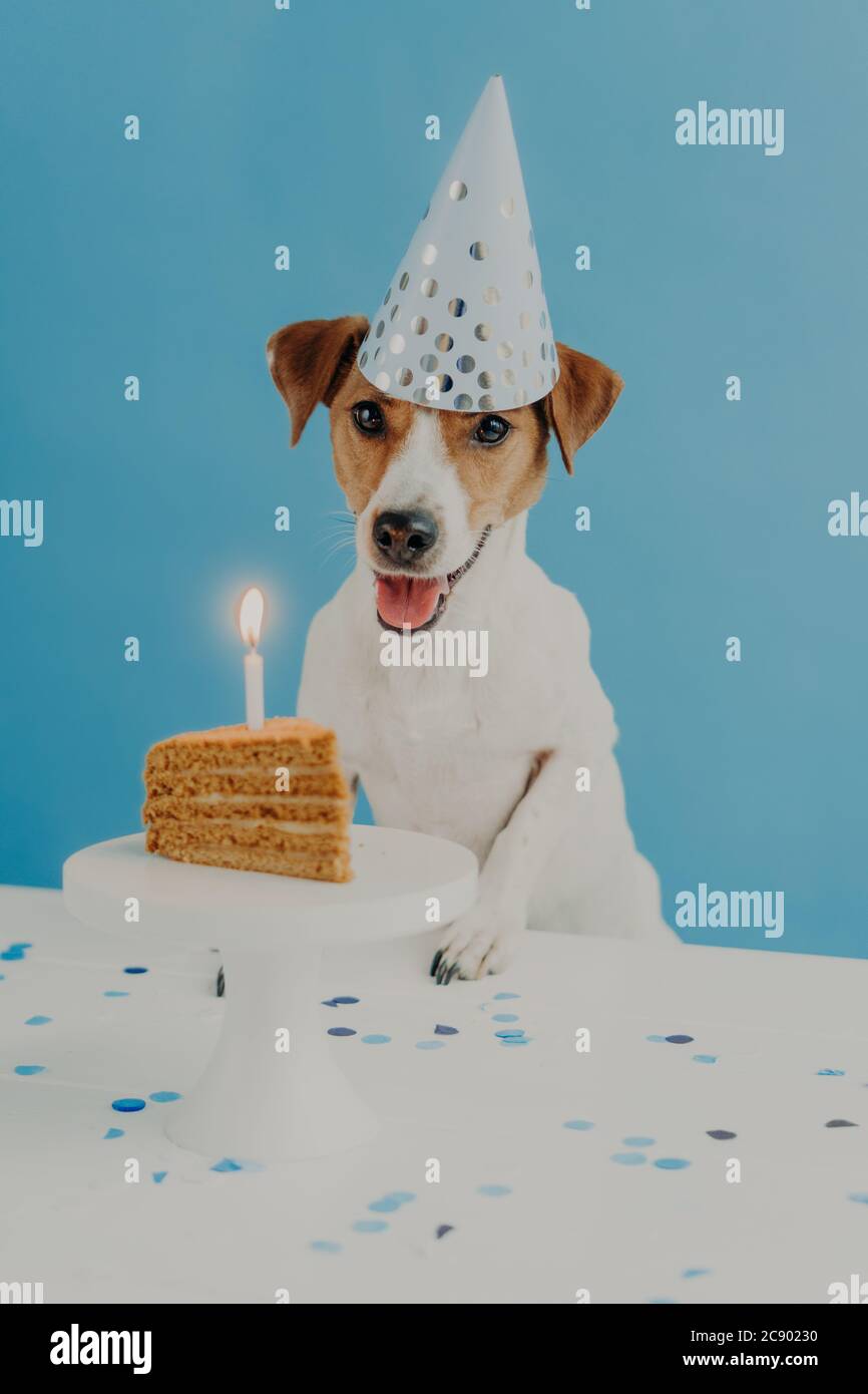 Jack Russel Anniversaire Banque D Image Et Photos Alamy