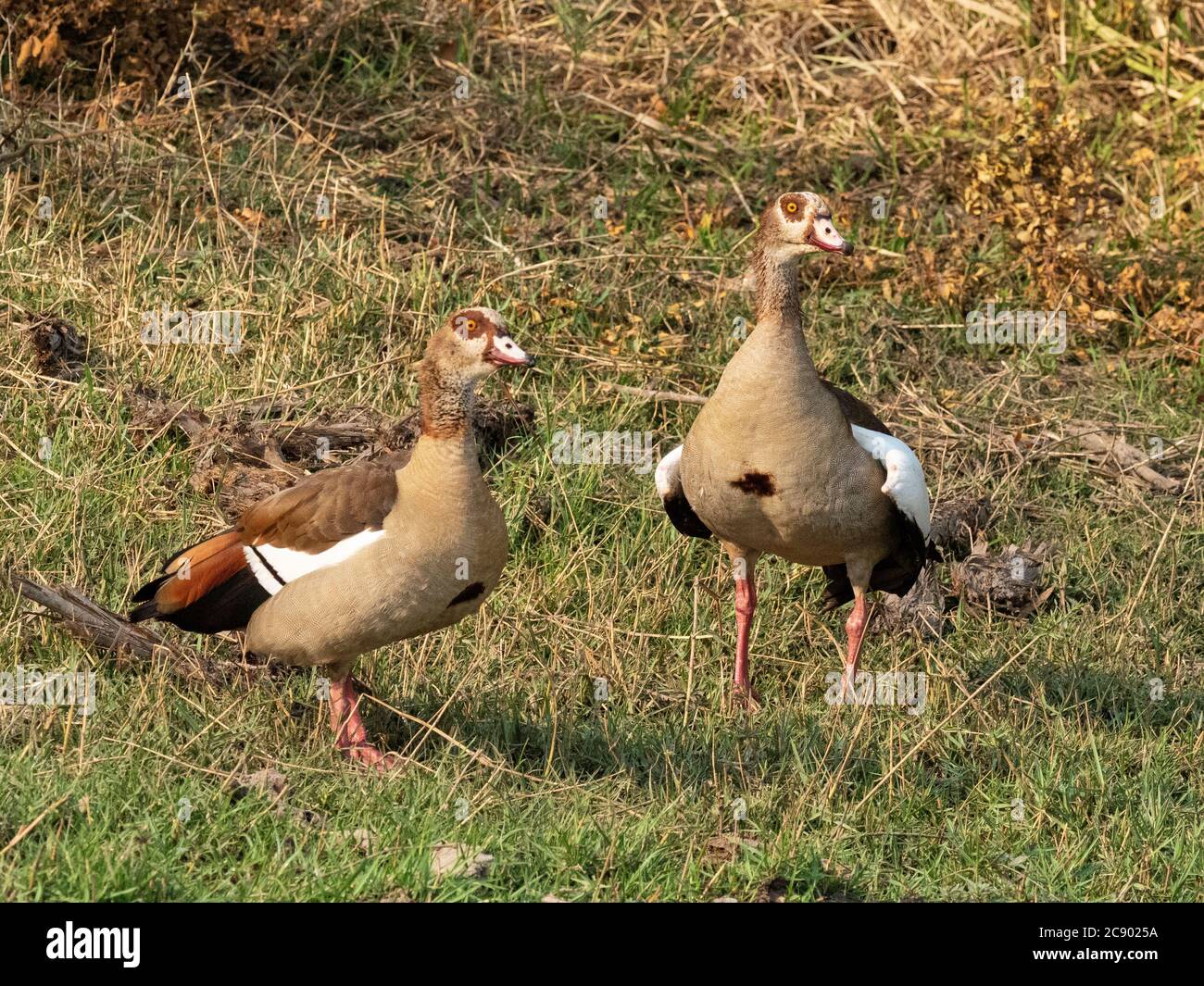 Une paire d'oies égyptiennes, Alopochen aegyptiaca, dans le parc national de Mosi-oa-Tunya, en Zambie. Banque D'Images