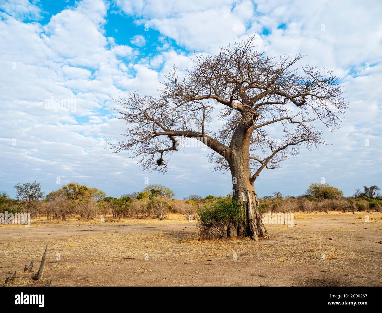 Un très grand baobab, l'Adansonia digitata, montrant des dégâts de recherche d'éléphants dans le parc national de Luangwa Sud, en Zambie. Banque D'Images