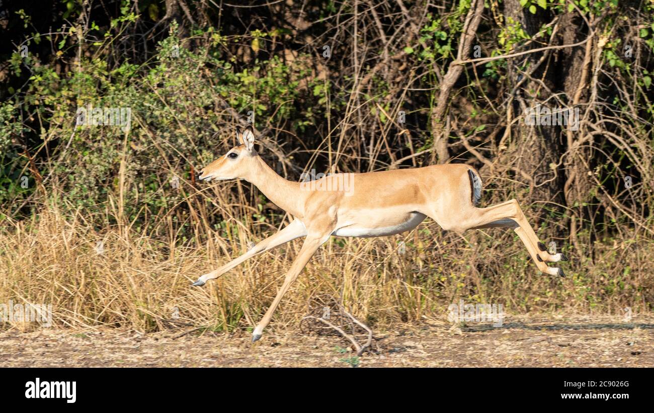 Une femelle adulte impala, Aepyceros melampus, courant dans le parc national de Luangwa Sud, en Zambie. Banque D'Images