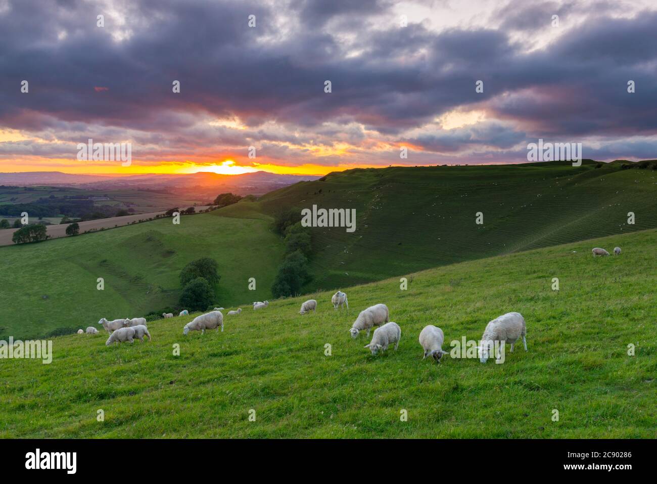 Eggardon Hill, Askerswell, Dorset, Royaume-Uni. 27 juillet 2020. Météo Royaume-Uni. Un coucher de soleil de mauvaise humeur avec les nuages sombres se brisant sur la colline de l'âge de fer fort de Eggardon Hill près d'Askerswell dans Dorset comme les moutons se broutent dans le champ. Crédit photo : Graham Hunt/Alay Live News Banque D'Images