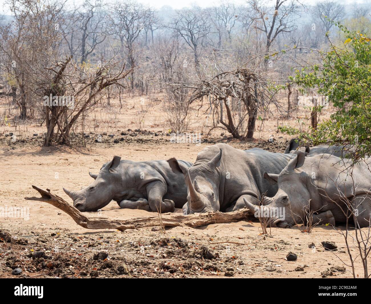 Rhinocéros blancs du sud adultes, Ceratotherium simum simum, gardés dans le parc national de Mosi-oa-Tunya, Zambie. Banque D'Images