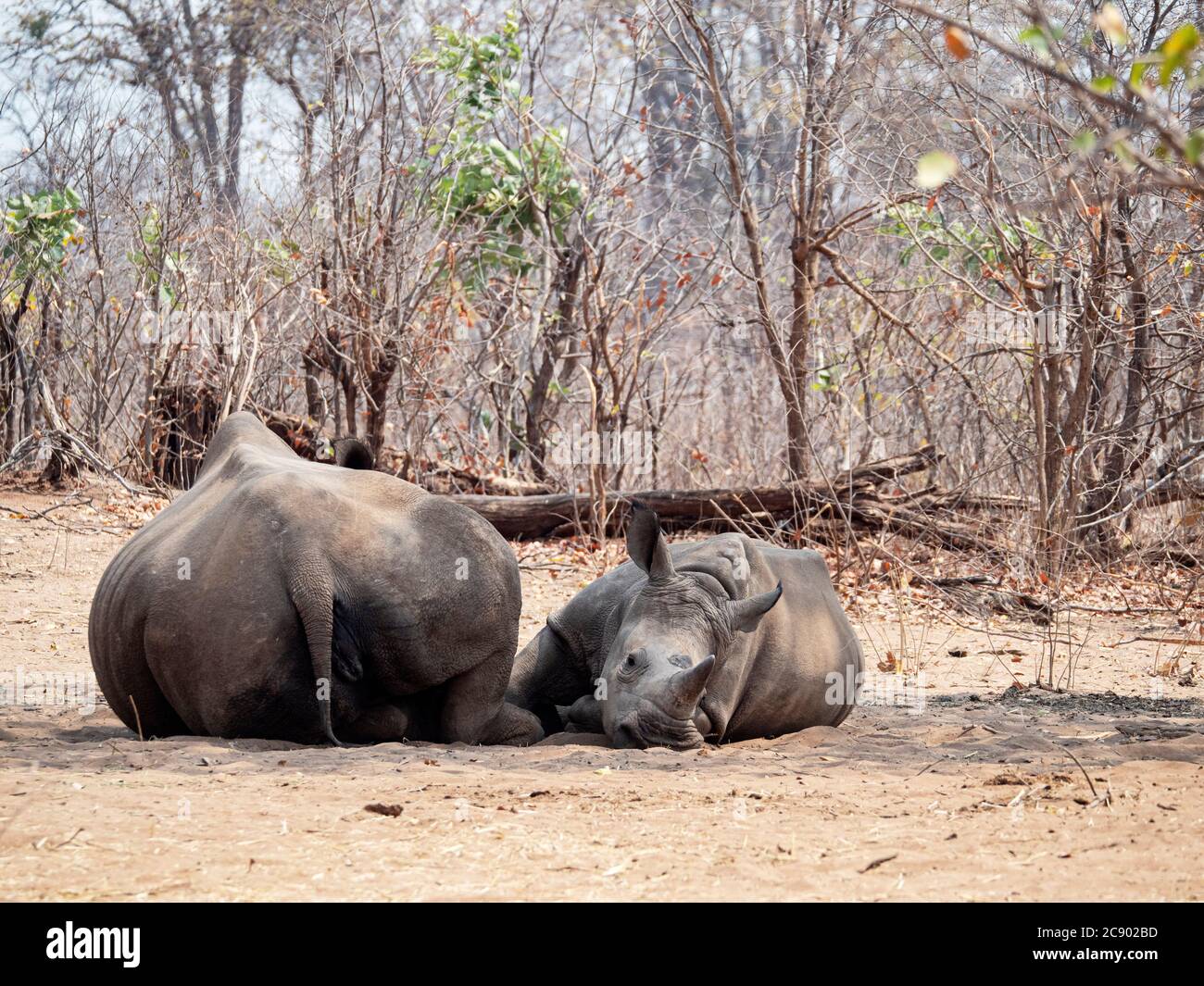 Rhinocéros blancs du sud de la mère et du veau, Ceratotherium simum simum, gardés dans le parc national de Mosi-oa-Tunya, en Zambie. Banque D'Images