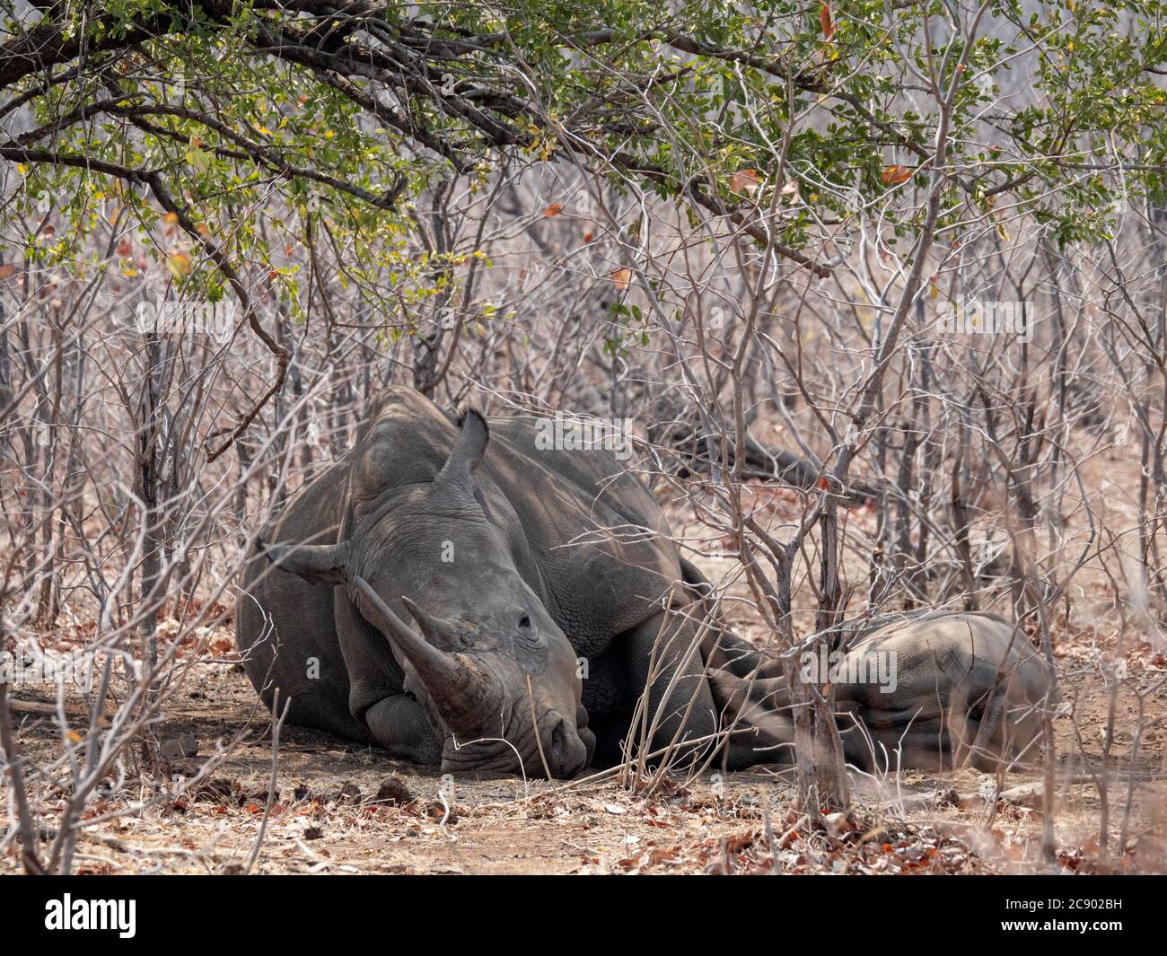 Rhinocéros blancs du sud de la mère et du veau, Ceratotherium simum simum, gardés dans le parc national de Mosi-oa-Tunya, en Zambie. Banque D'Images