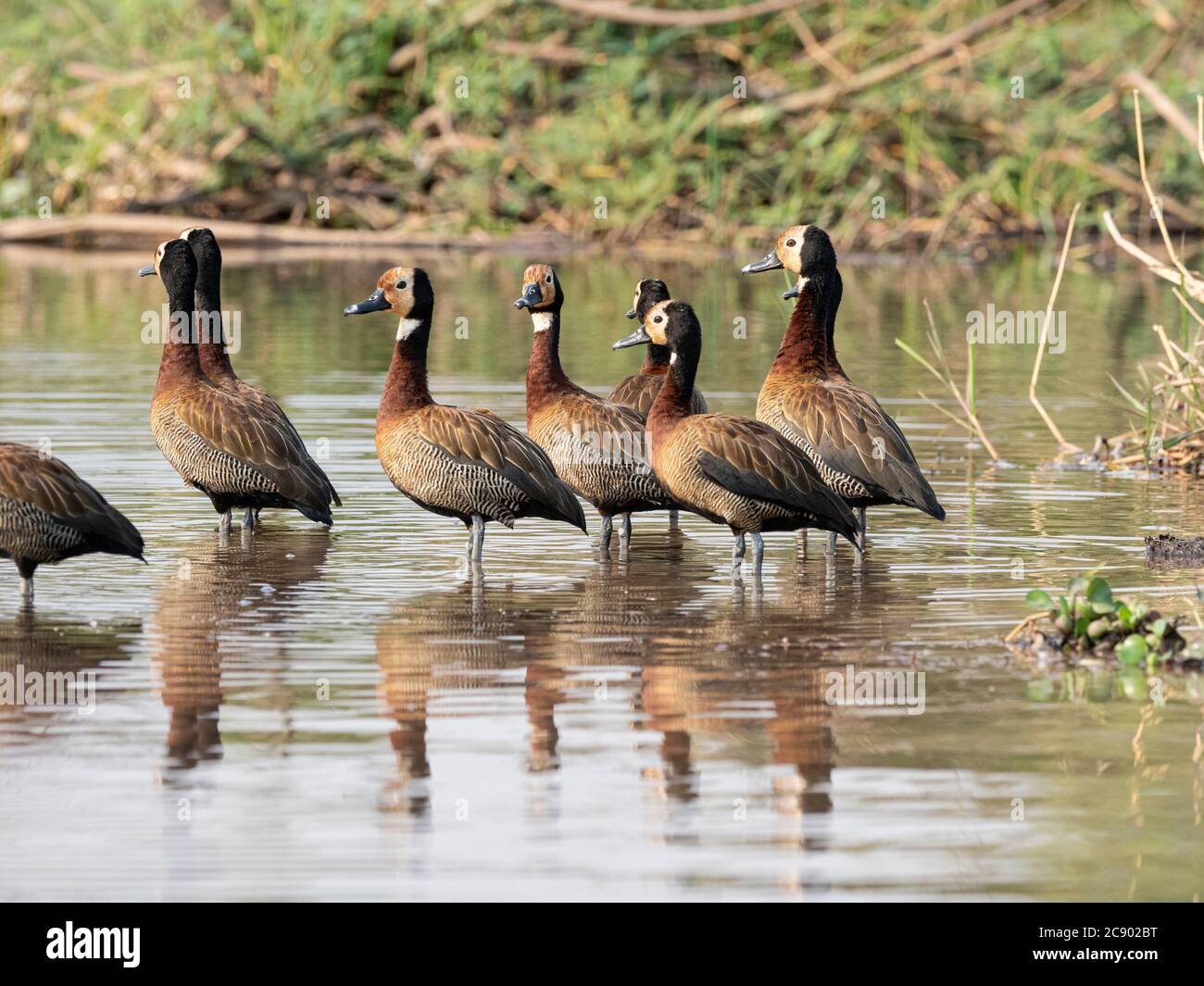 Un troupeau de canards sifflants à fond blanc, Dendrocygna viduata, Zambèze, parc national de Mosi-oa-Tunya, Zambie. Banque D'Images