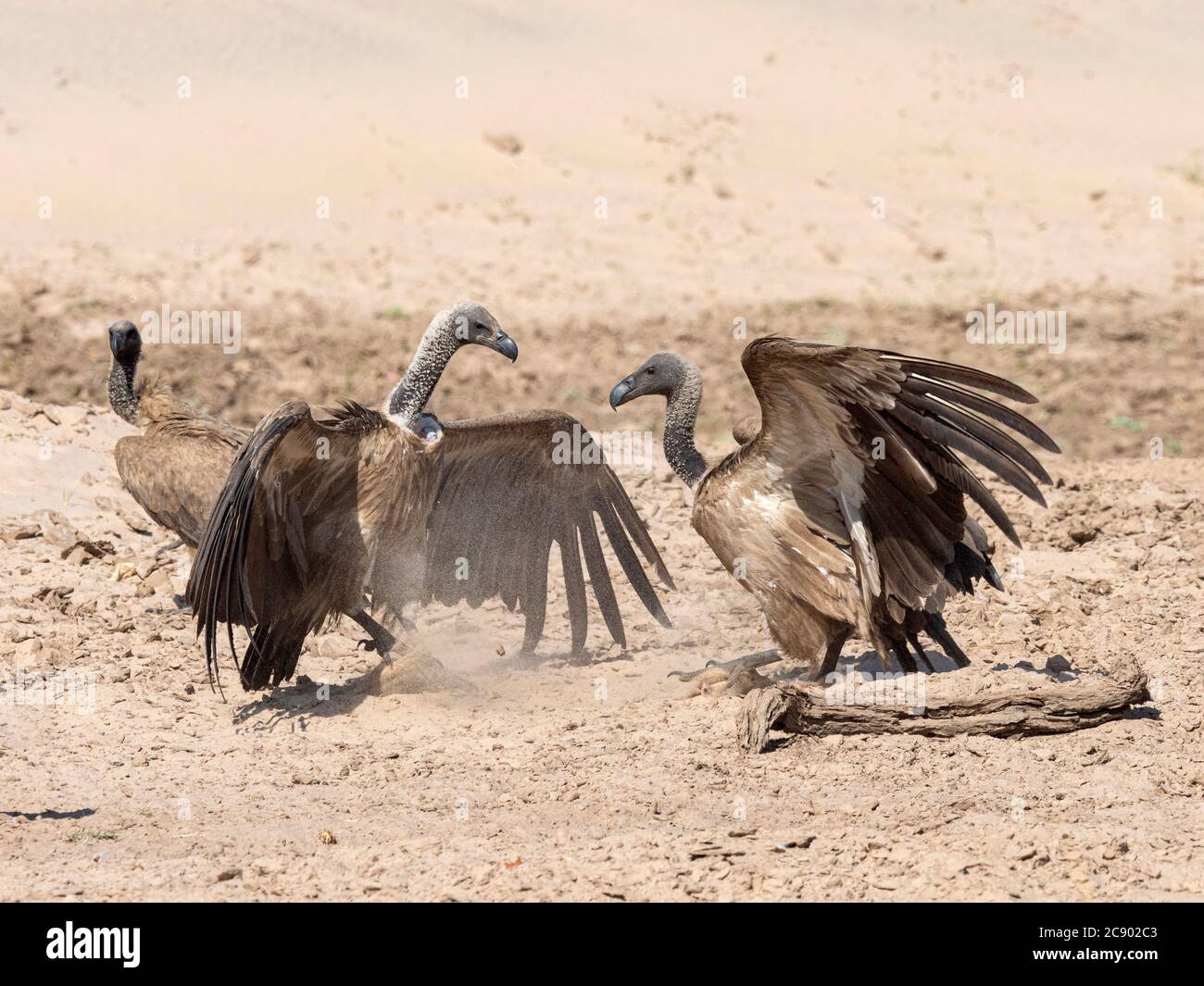 Des vautours à dos blanc adultes, Gyps africanus, ont été tués dans le parc national de Luangwa-Sud, en Zambie. Banque D'Images