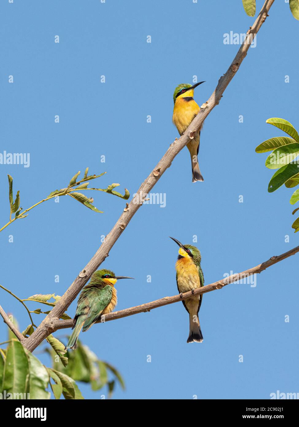 Mangeurs d'abeilles adultes, Merops pusillus, près de la rivière Luangwa dans le parc national de Luangwa Sud, Zambie. Banque D'Images