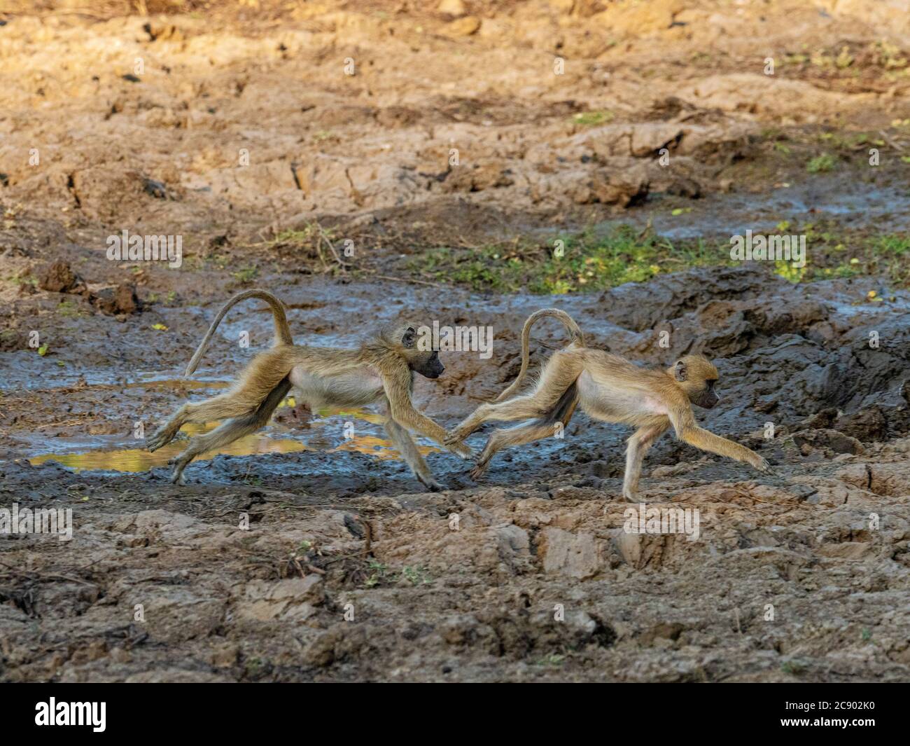 Jeunes babouins jaunes, Papio cynocephalus, courant dans le parc national de Luangwa Sud, Zambie Banque D'Images Jeunes babouins jaunes, Papio cynocephalus, courant dans le parc national de Luangwa Sud, Zambie Banque D'Images