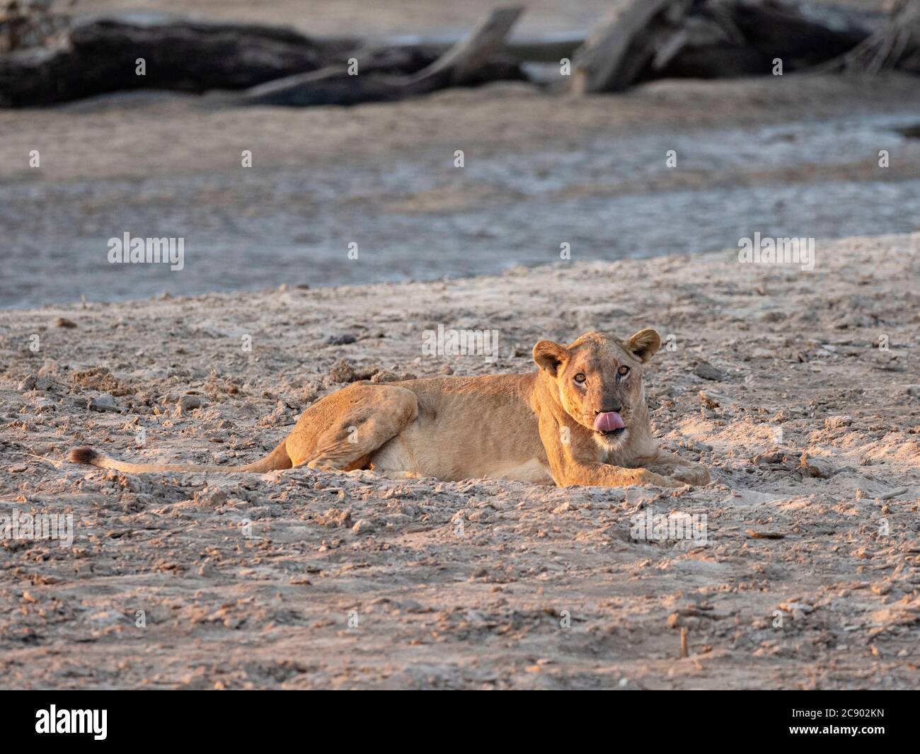 Une lionne adulte, Panthera leo, le long de la rivière Luangwa dans le parc national de Luangwa Sud, en Zambie. Banque D'Images