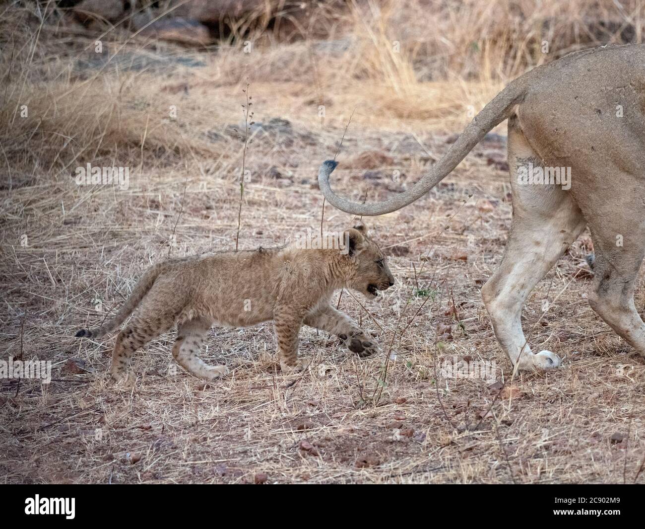 Un jeune lion cub, Panthera leo, dans le parc national de Luangwa-Sud, en Zambie. Banque D'Images