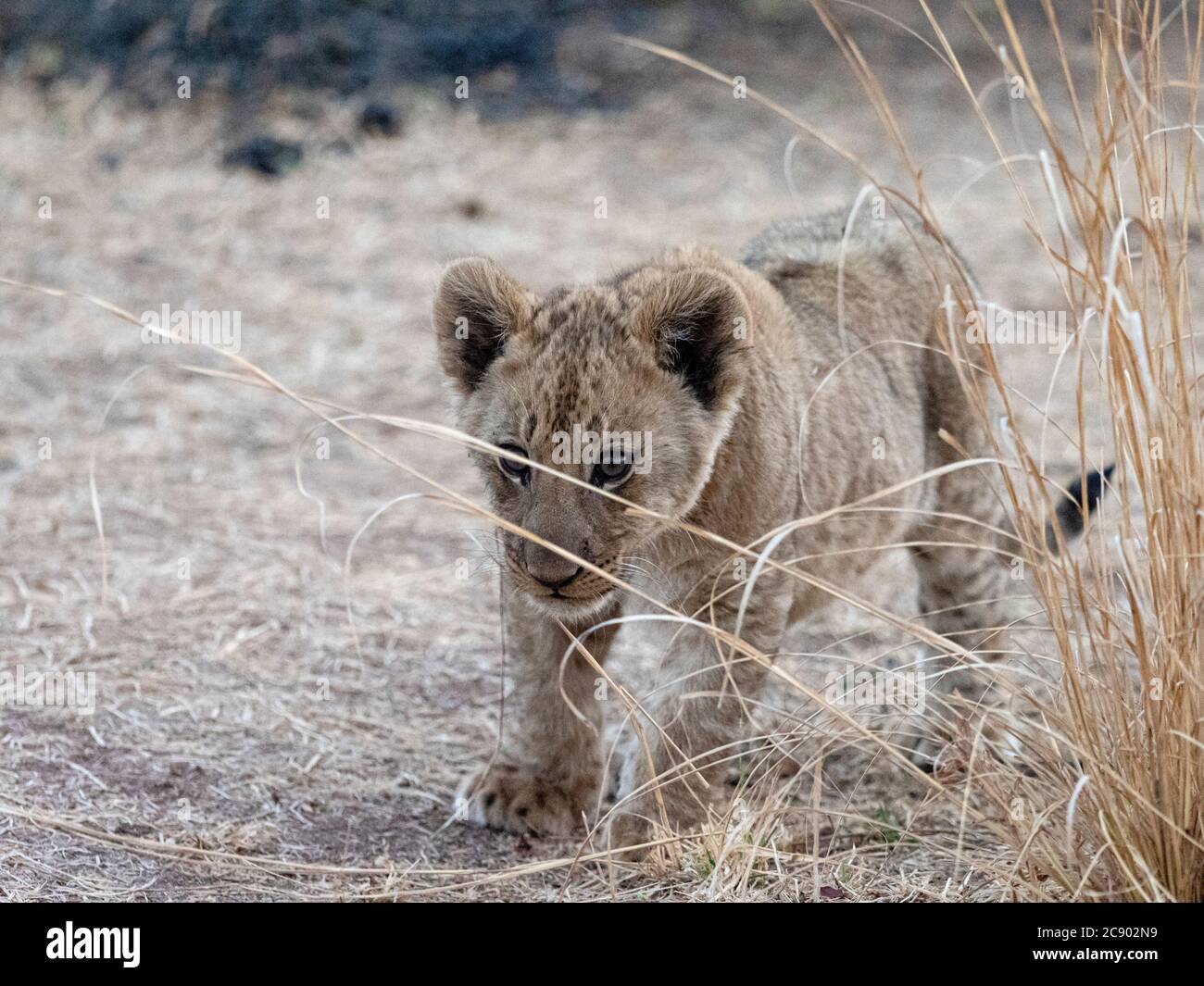 Un jeune lion cub, Panthera leo, dans le parc national de Luangwa-Sud, en Zambie. Banque D'Images