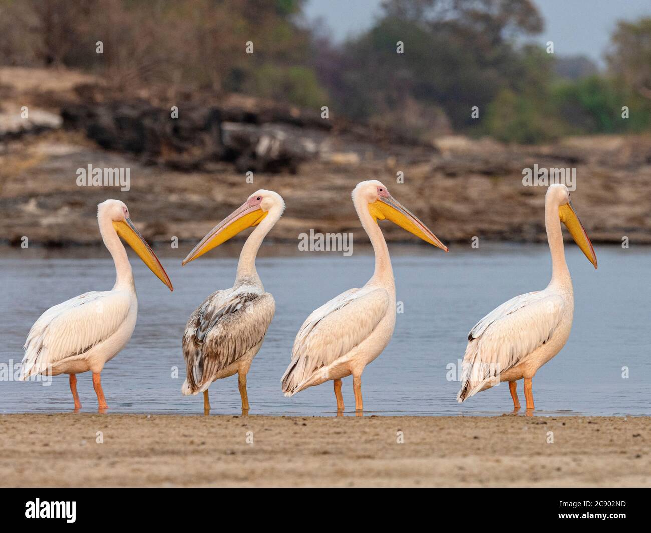 Grands pélicans blancs adultes, Pelecanus onocrotalus, sur le fleuve Zambèze, parc national de Mosi-oa-Tunya, Zambie. Banque D'Images