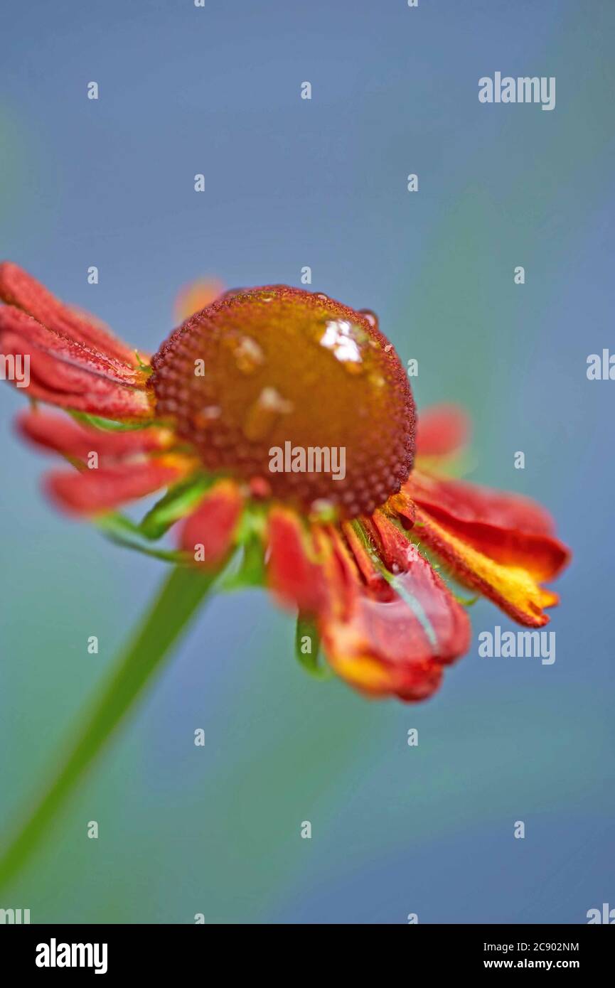 Sneezeweed, ou Helenium, 'Beauté de Oorheim' sont des fleurs verticales rouges copérées à centre foncé appartenant à la famille des Asteraceae Banque D'Images