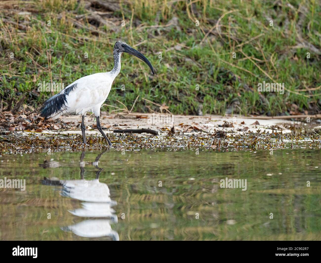 Un ibis sacré africain adulte, Threskiornis aethiopicus, sur le fleuve Zambèze supérieur dans le parc national de Mosi-oa-Tunya, Zambie. Banque D'Images