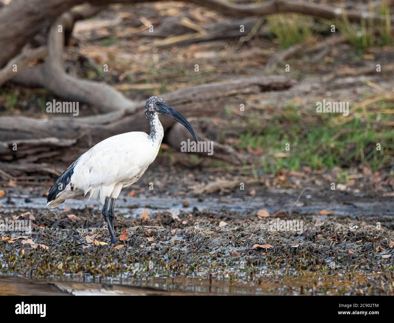 Un ibis sacré africain adulte, Threskiornis aethiopicus, sur le fleuve Zambèze supérieur dans le parc national de Mosi-oa-Tunya, Zambie. Banque D'Images