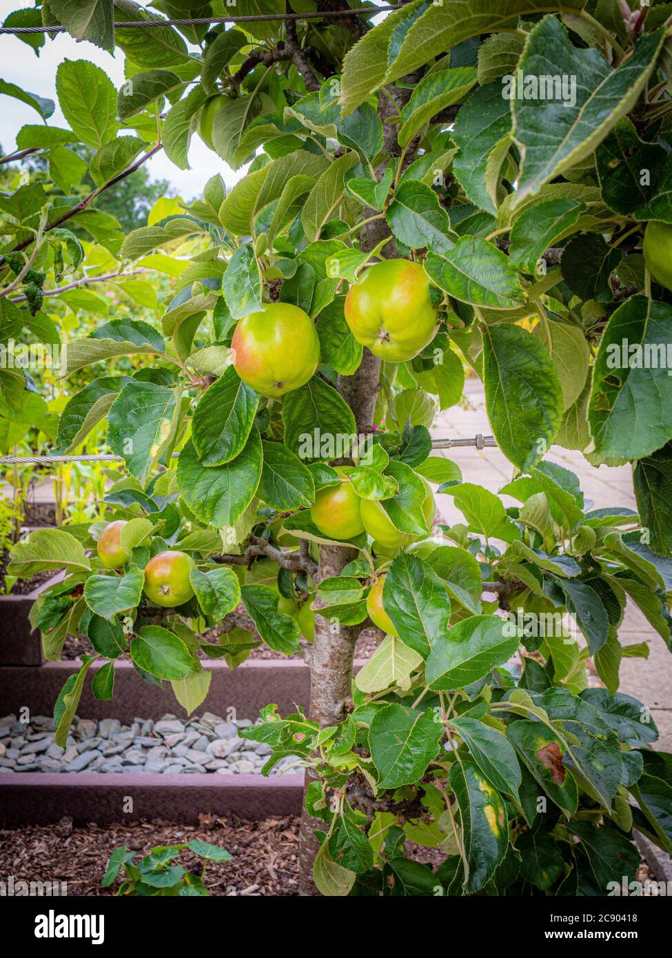 Jeunes fruits poussant sur un pommier à double but « James Grieve ». Dans un jardin britannique. Banque D'Images