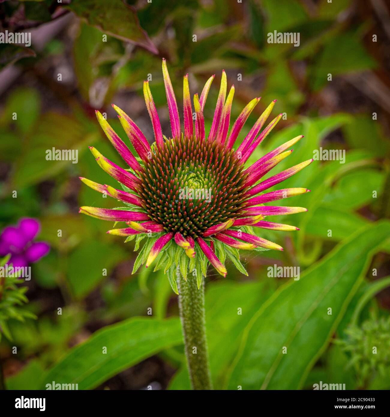 Gros plan Enchinacea Purpurea 'Pagnus' se brisant en fleur. Banque D'Images