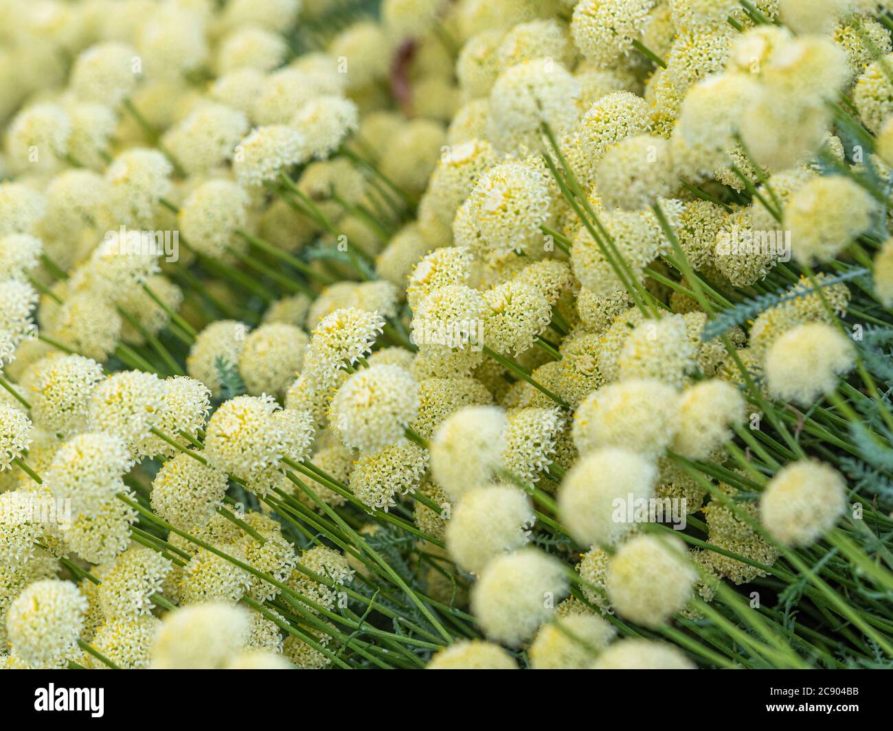 Les fleurs jaune pâle de Santolina pinnata subsp. Neapolitana croissant dans un jardin. Banque D'Images