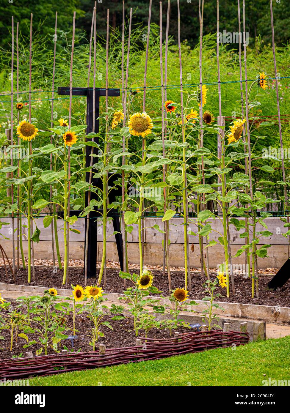 Tournesols poussant dans un jardin potager à Harlow Carr, Harrogate, North Yorkshire, Royaume-Uni Banque D'Images