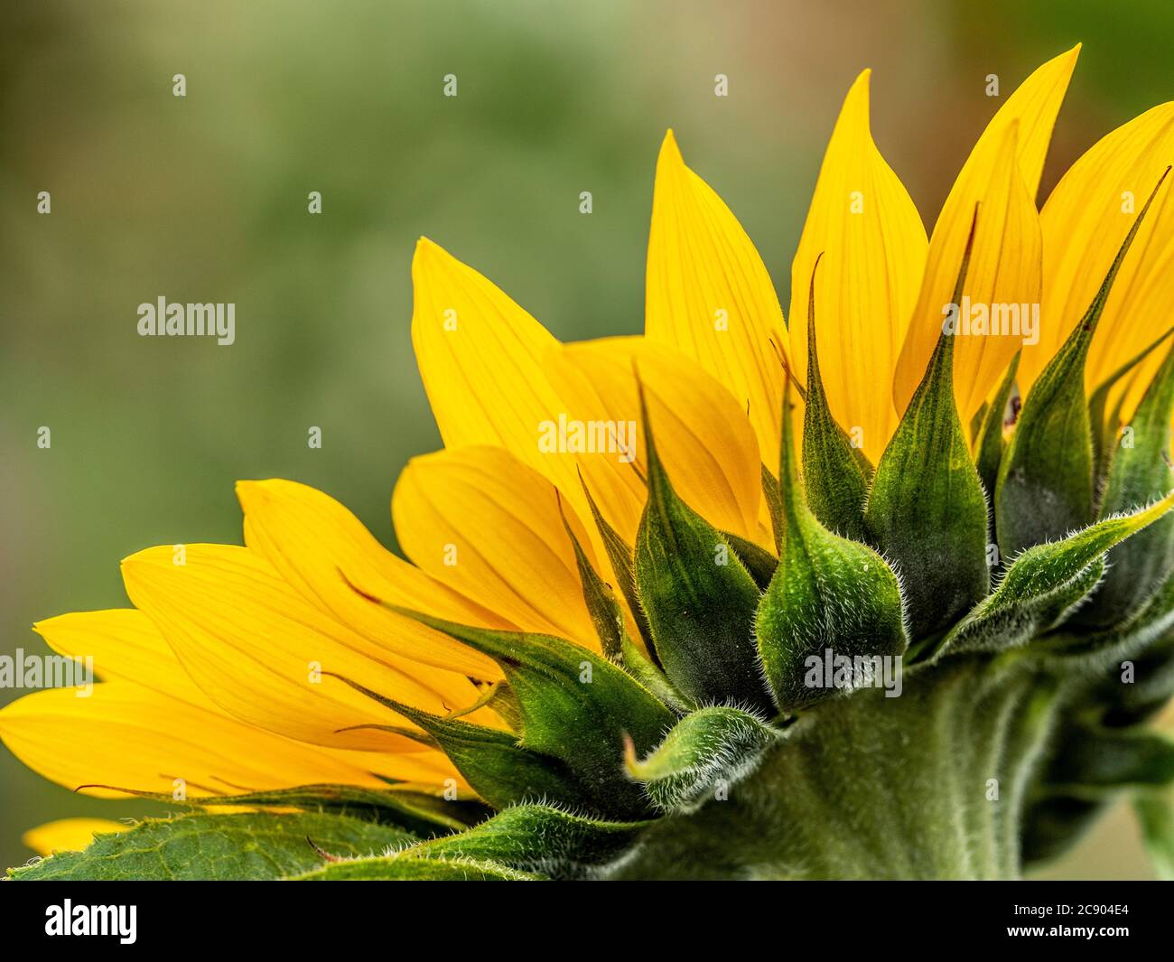 Close up de pétales de Tournesol jaune. Banque D'Images