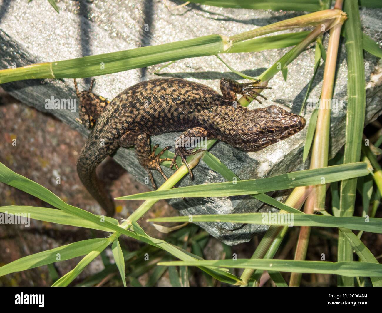 Le lézard se cache sur une pierre dans les roseaux Banque D'Images