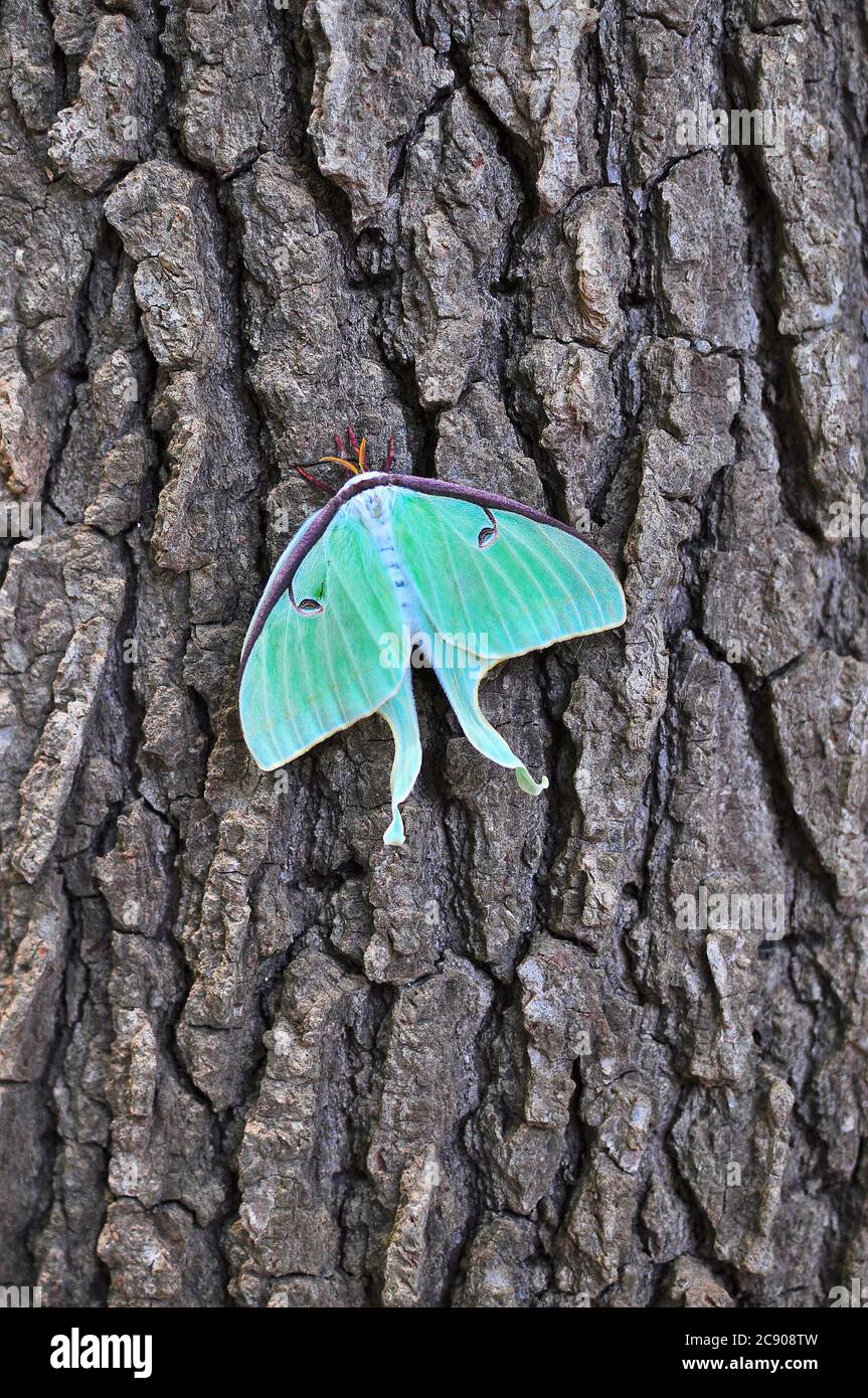 Le papillon est un papillon néarctique de la famille des Saturniidae, sous-famille des Saturniinae, un groupe communément appelé papillons géants de la soie Banque D'Images