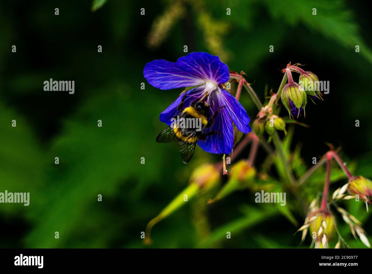 Une abeille collectant le pollen d'une fleur sauvage bleue Banque D'Images