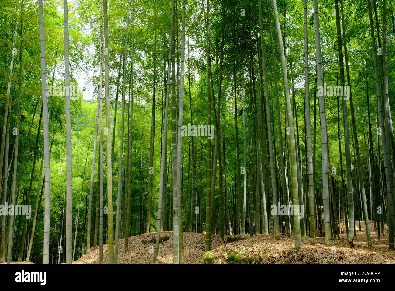 Kyoto Japon - Forêt de bambou dans le sanctuaire de Fushimi-Inari-Taisha Senbontorii Banque D'Images