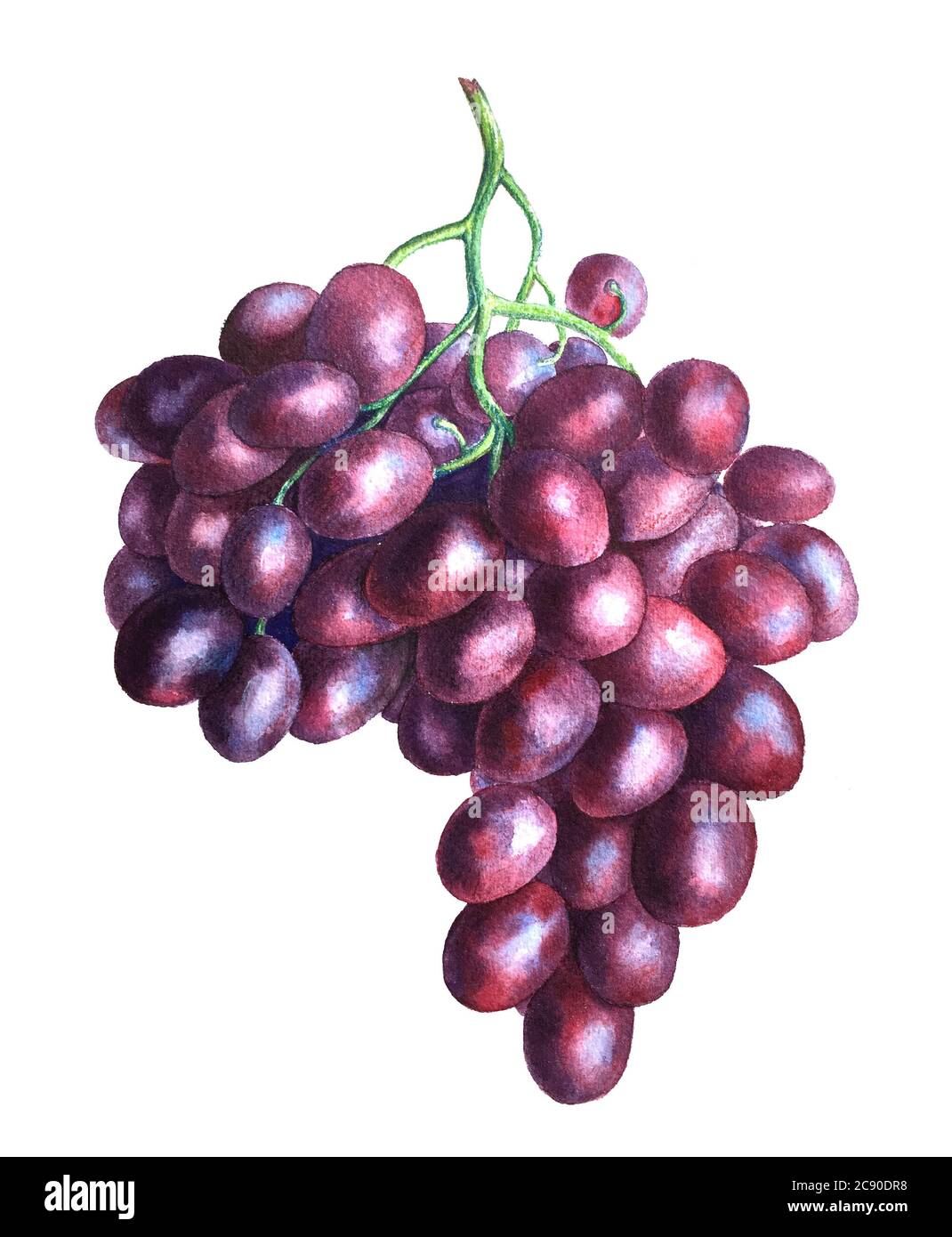Illustration d'aquarelle de branche de raisin vintage isolée sur fond blanc Banque D'Images