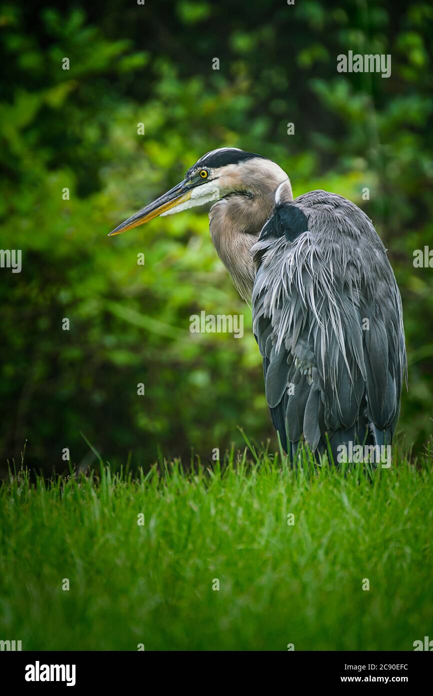 Grand héron bleu (Ardea herodias) perching dans l'herbe Banque D'Images