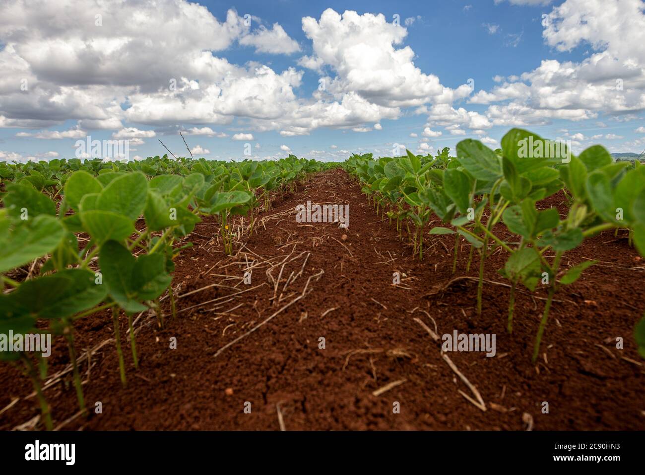 Des rangées de jeunes plants de soja dans un champ sur fond bleu ciel et nuages, gros plan Banque D'Images