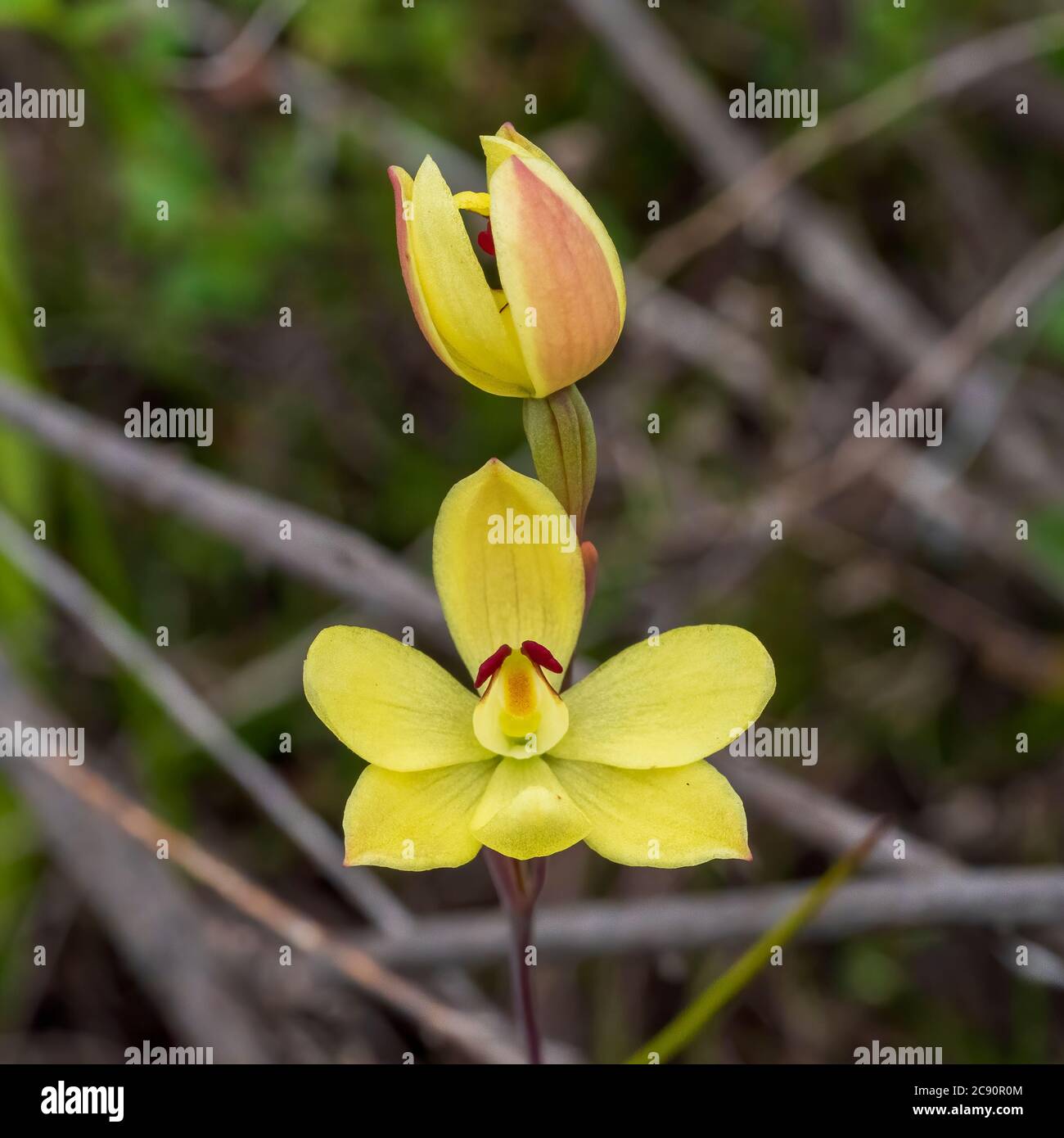 L'orchidée de soleil d'oreilles de lapin (Thelymitra antennifera) a également appelé l'orchidée de soleil de lapin, l'orchidée de soleil de citron-senteur ou l'orchidée de vanille Banque D'Images