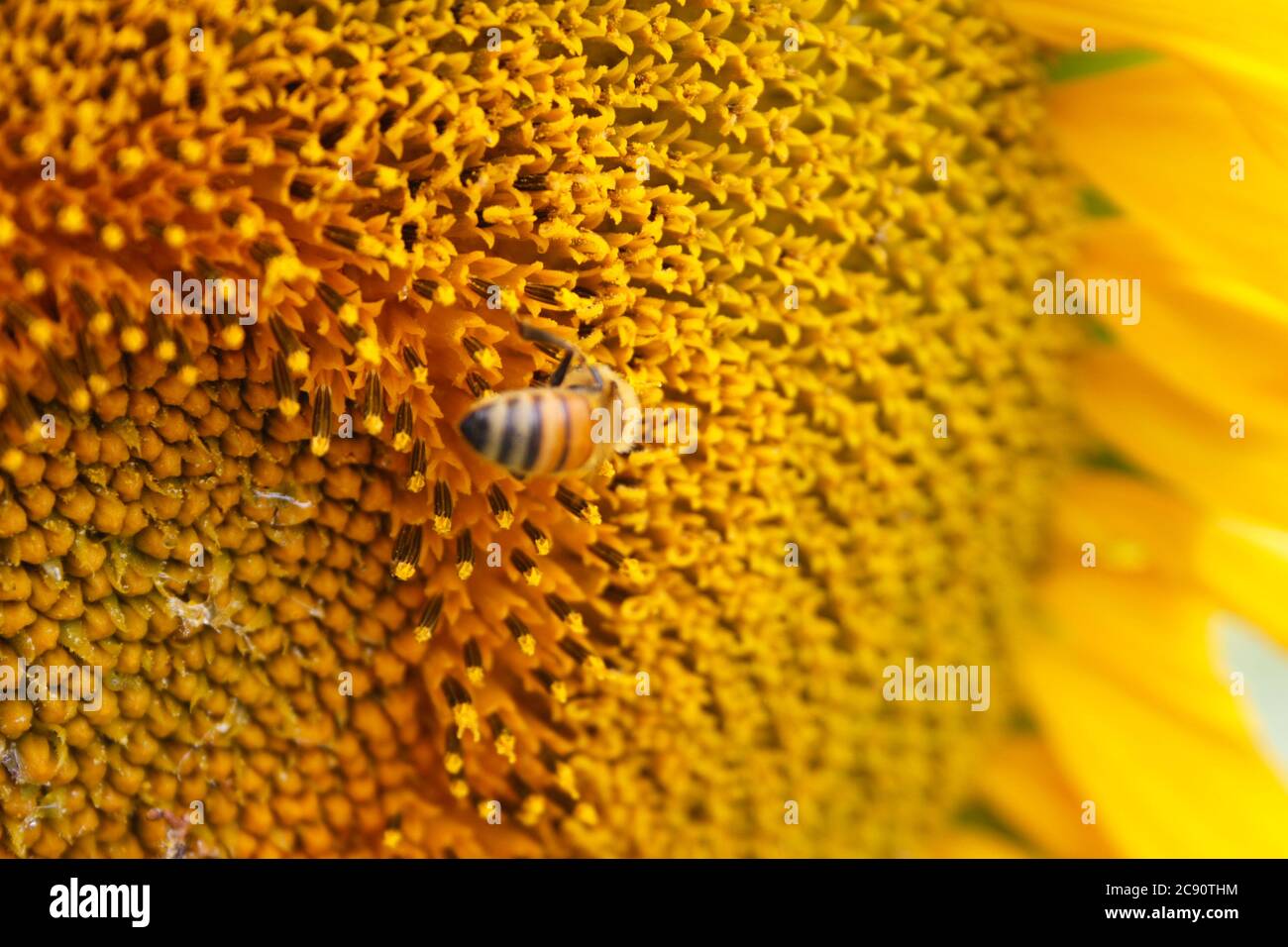 la petite abeille jaune pollinise les graines du tournesol de près Banque D'Images