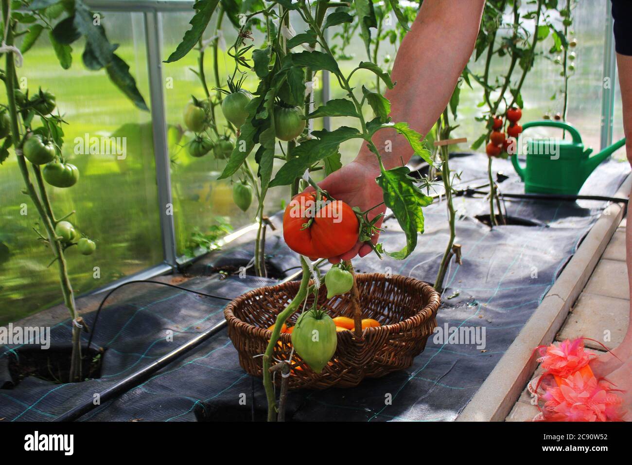 Récolte de tomates cueillant dans la maison verte. Grosse tomate de bœuf dans les mains de la femme Banque D'Images