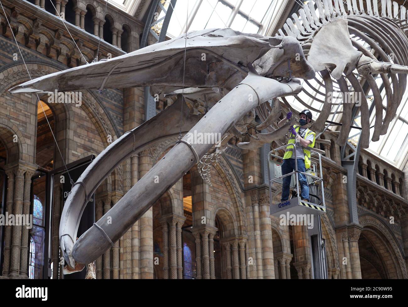 Le conservateur Rob McLeod nettoie le squelette bleu de baleine femelle « Hope », exposé dans le Hintze Hall au Musée d'histoire naturelle de Londres, alors que le musée se prépare à rouvrir au public le mercredi 5 août, après l'isolement du coronavirus. Banque D'Images