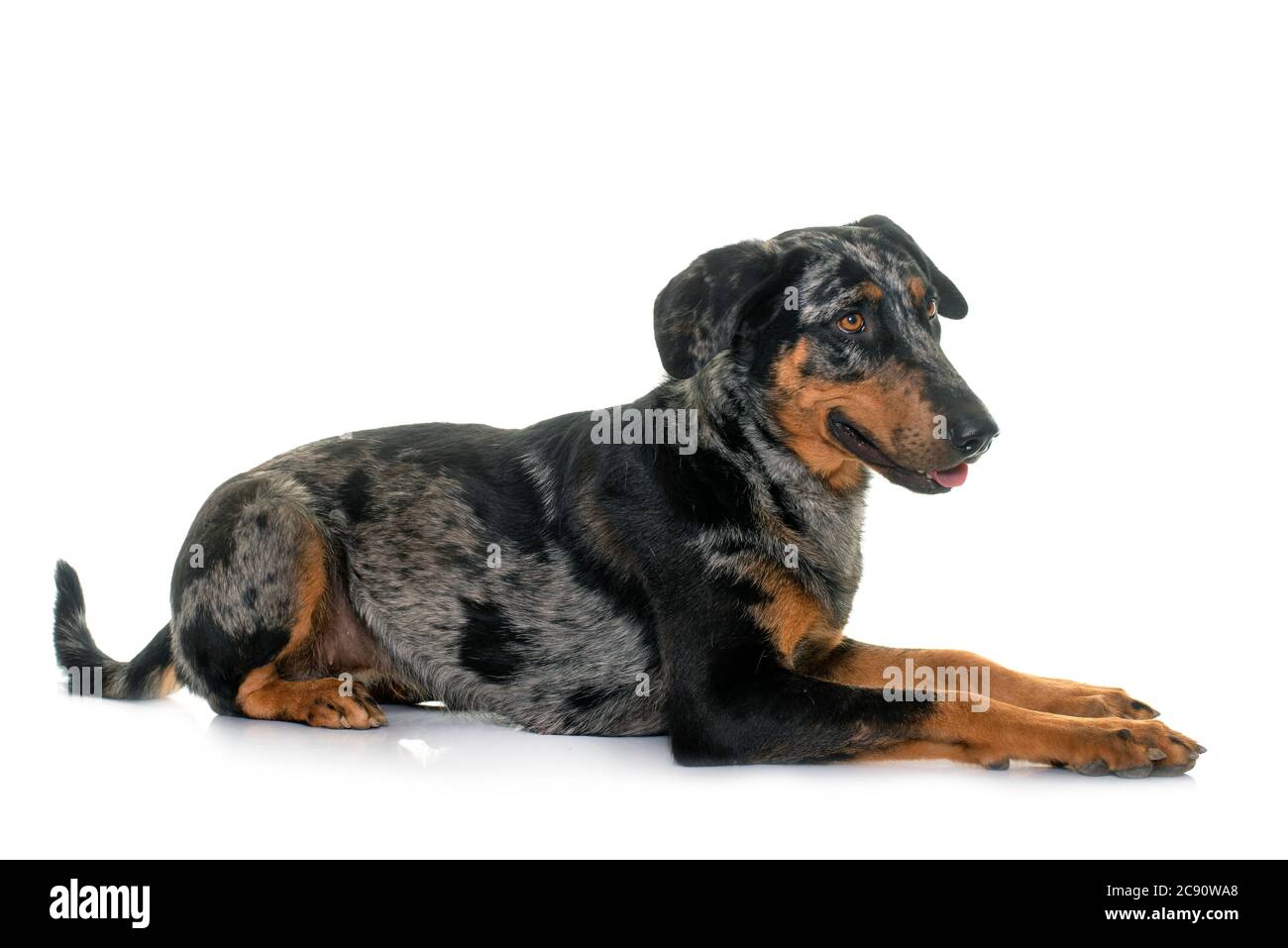 Beauceron Arlequin Banque D Image Et Photos Alamy