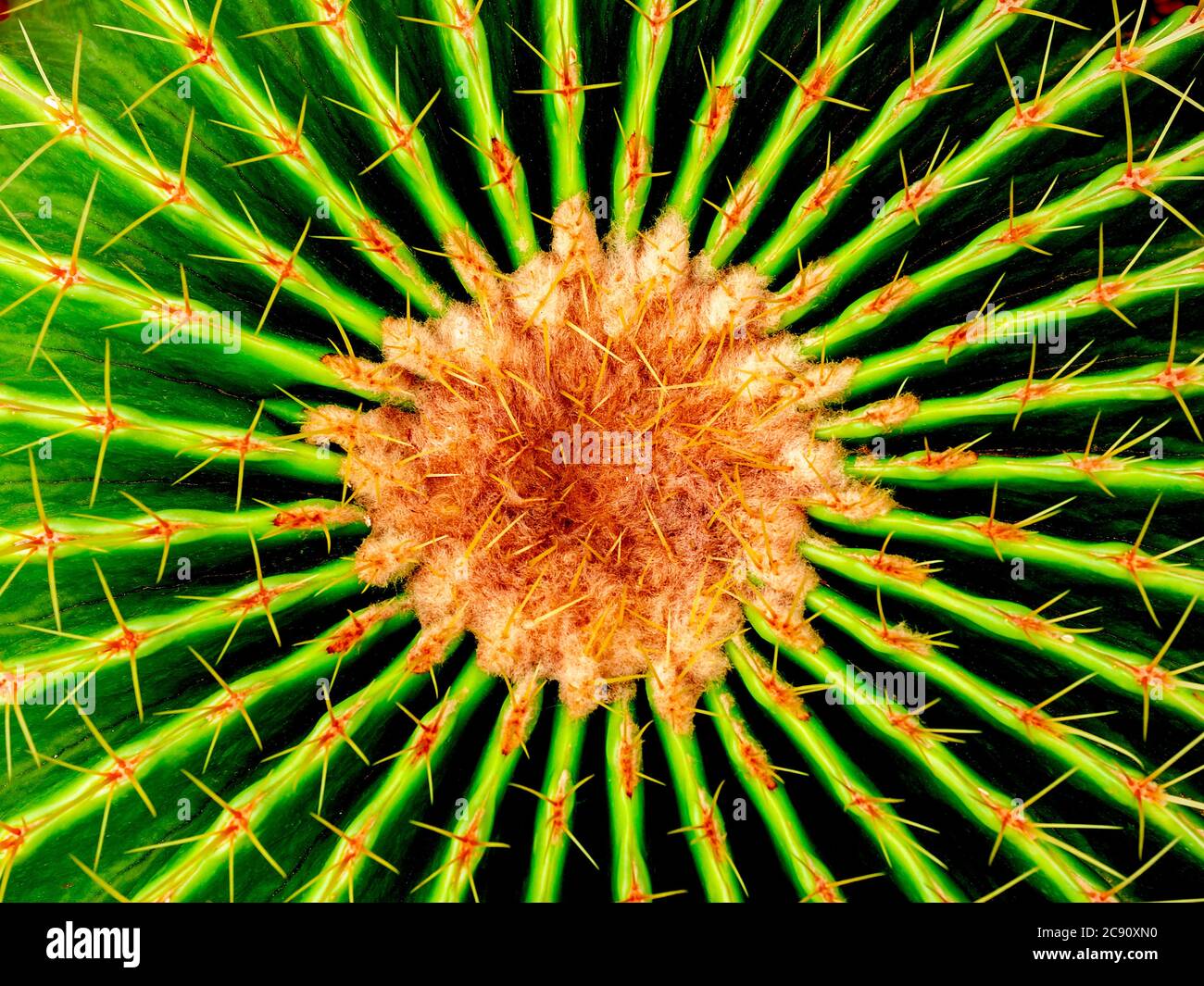 Texture de cactus verts en gros plan. Cactus thorn arrière-plan. Banque D'Images